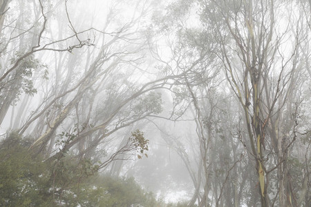 Trees in snowy foggy woods