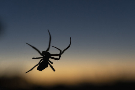Close up silhouette spider against dusk sky