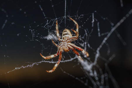 Close up Golden Orb spider spinning web