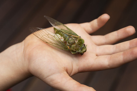 Boy holding large dead green Cicada in hand