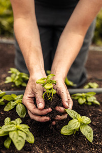 Two female hands holding a green plant growing in soil
