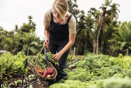 Female gardener picking fresh kale from a vegetable garden