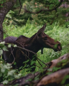 Mother Moose