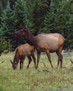 Elk Family in The Rain