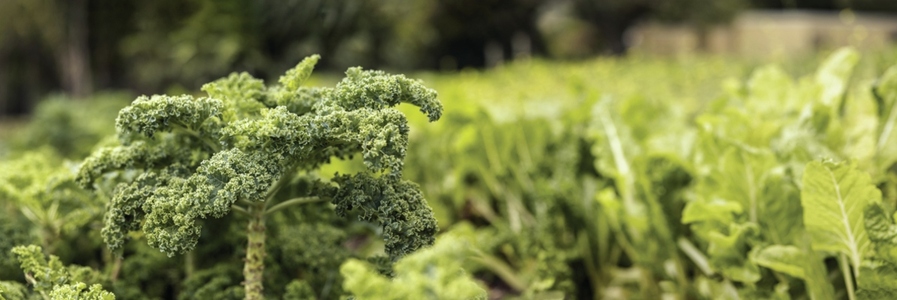 Ripe kale crops in a vegetable garden