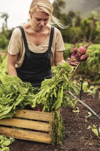 Organic farmer gathering fresh vegetables on her farm