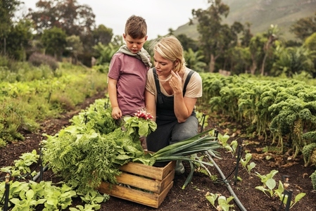 Single mother harvesting fresh vegetables with her son
