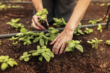 Woman planting a seedling into the ground