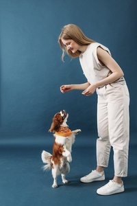 Little dog stands on its hind legs  Pet owner playing with cute dog in studio