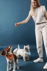 Young female in casual clothes feeding two little dogs on a blue background in studio