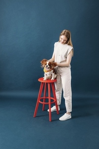 Cute dog sitting on red chair  while owner holding her ears against blue background