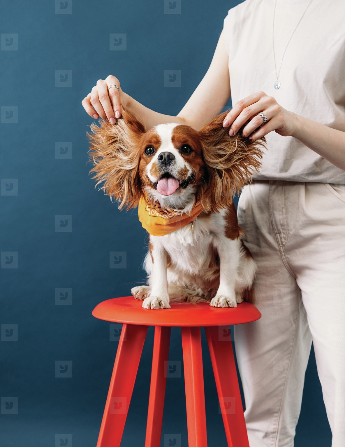 Close up of cute little dog sitting on a red chair  Hands of a woman holding ears of a dog