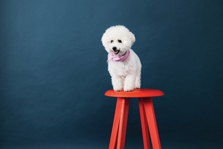 Little cute dog with white coat standing on red chair against blue background