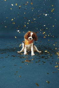 Cute little dog sitting on a blue background under golden confetti