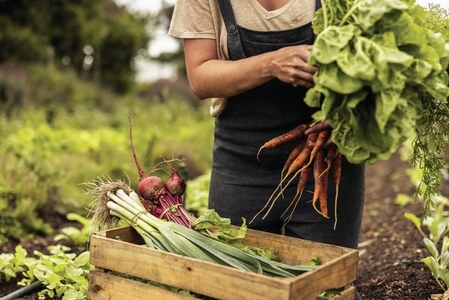 Female farmer arranging freshly picked vegetables into a crate