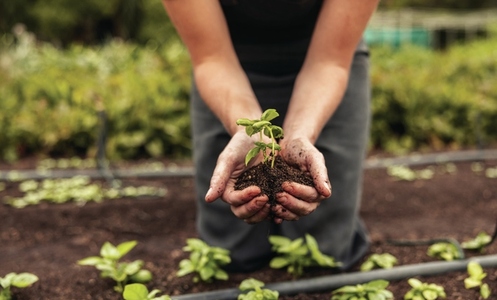 Womans hands holding a green plant growing in soil
