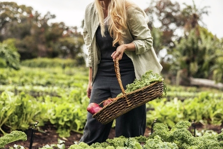 Anonymous female gardener gathering fresh vegetables