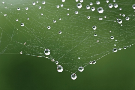 Close up dewdrops hanging from spider web