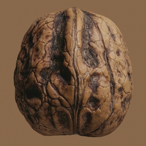 Close up French walnut in brown shell