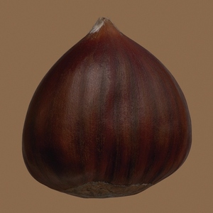 Close up brown sweet chestnut in shell