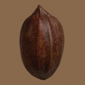 Close up whole pecan in brown shell