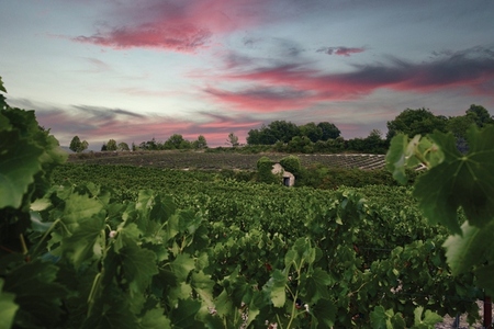 Vineyard landscape Provence France