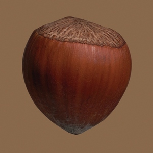 Close up brown hazelnut in shell