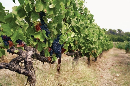 Wine grapes growing on vineyard vines