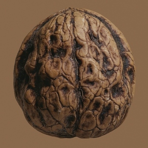 Close up brown French walnut in shell