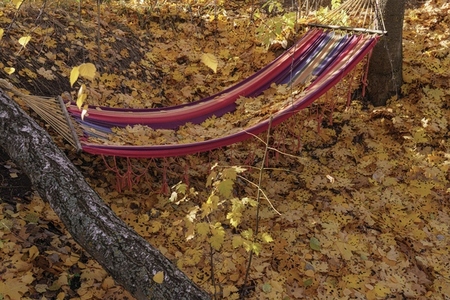 Autumn leaves covering hammock in backyard