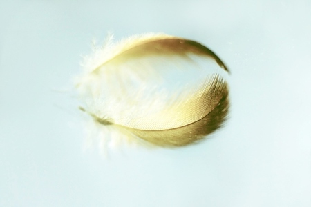 An amazing macro image of a feather on a mirror with a beautiful