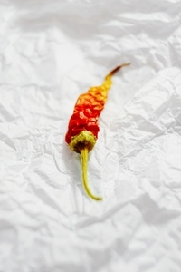 An amazing and beautiful macro of a red and yellow chilli or pep