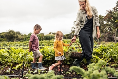 Family of three harvesting fresh vegetables in a garden