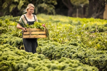 Female vegetable farmer harvesting in her garden