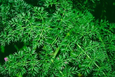 Dark green leaves organic texture