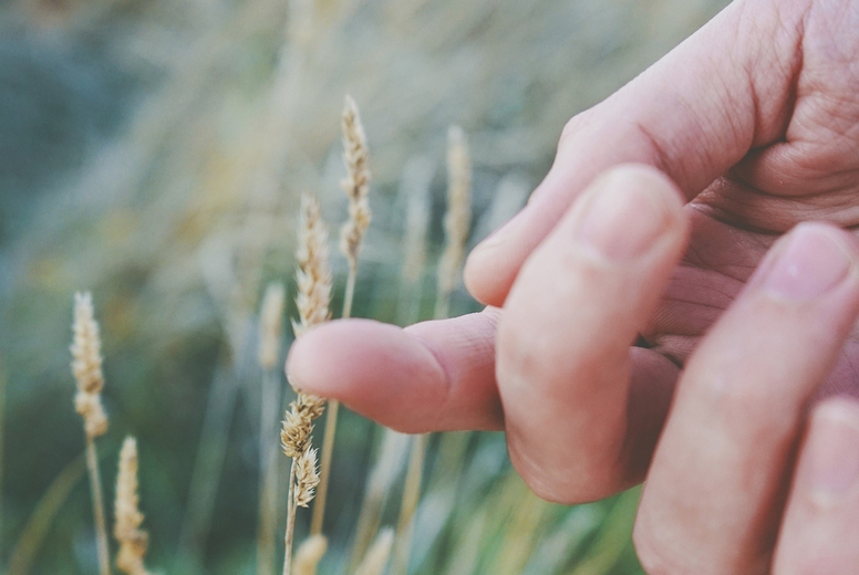 Mans hand touching a fragile spike