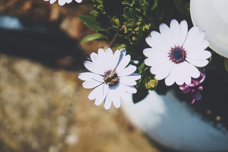 Little bee over a daisy