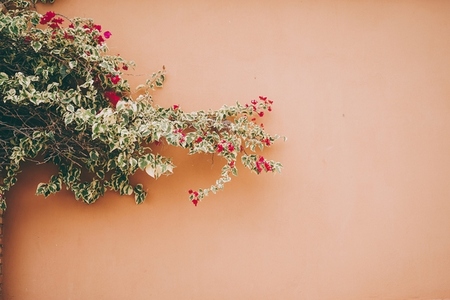 Minimal image of a bouganvillea against an orange wall