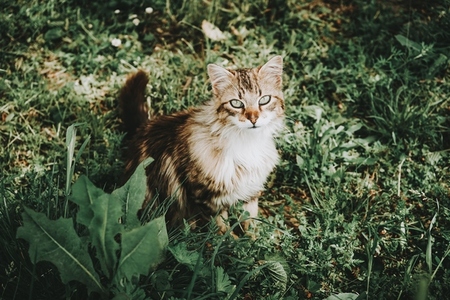 Amazing and beautiful cat outdoors