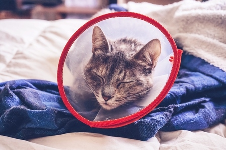 Gray cat wearing a protective collar at home after a surgery