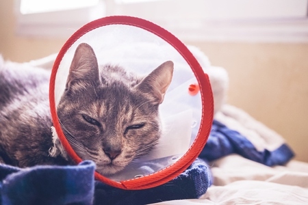 Gray cat wearing a protective collar at home after a surgery
