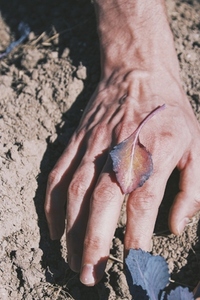 Man hands holding leaves from his crops