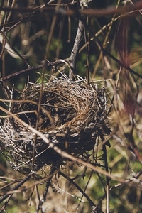 Close up image of an empty nest