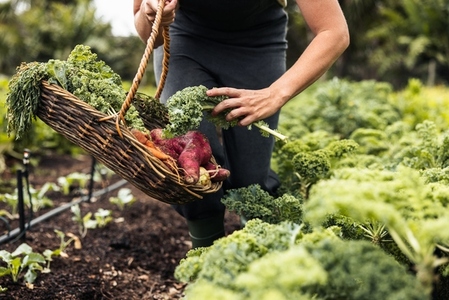 Unrecognizable woman picking fresh kale from a vegetable garden