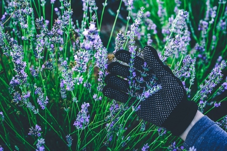 Hand with gloves holding a bouquet of lavender