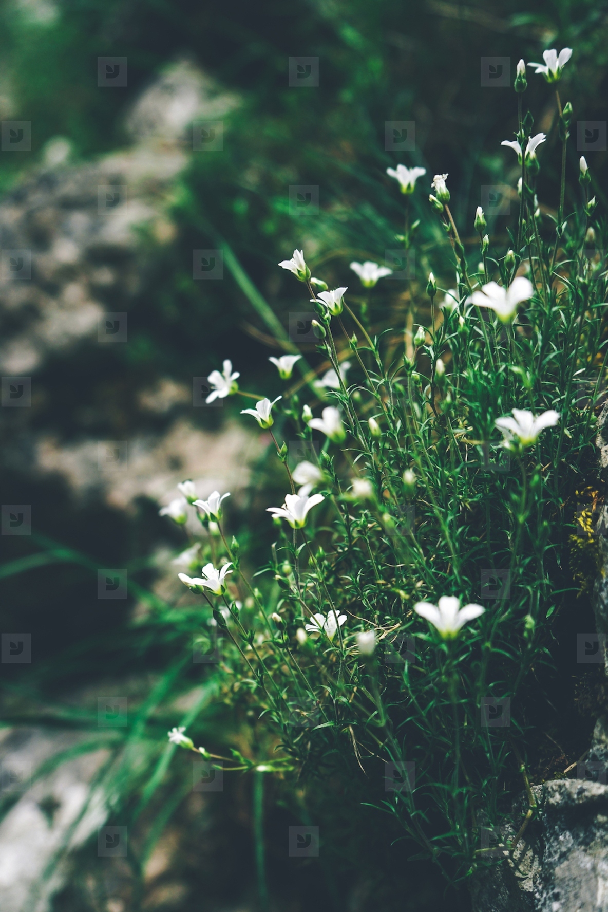 Beautiful background of little white flowers