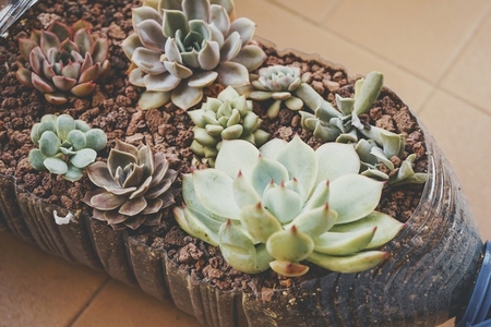 Recycled pot full of succulent plants