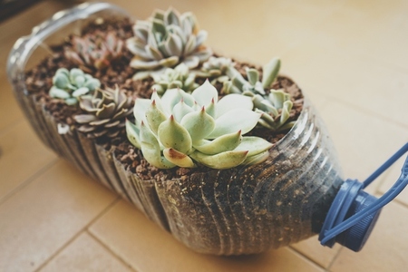 Recycled pot full of succulent plants