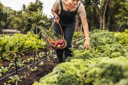 Woman picking fresh kale in a vegetable garden