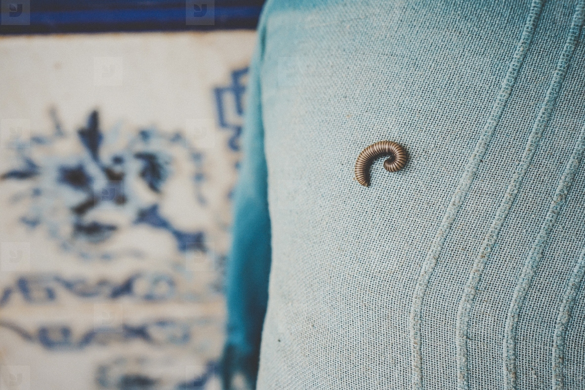 A small insect over a blue blanket